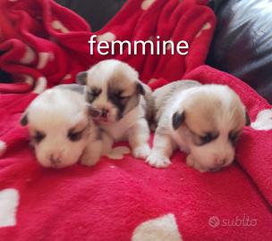 Welsh Corgi Pembroke