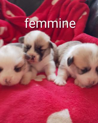 Welsh Corgi Pembroke