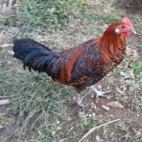 Galletto braekel nana oro barrato nero