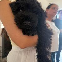 Ultimo schnauzer nero nano