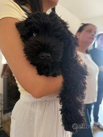 Ultimo schnauzer nero nano