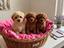 Immagine 29