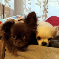 Chihuahua da monta con pedigree Enci