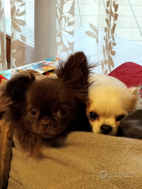 Chihuahua da monta con pedigree Enci