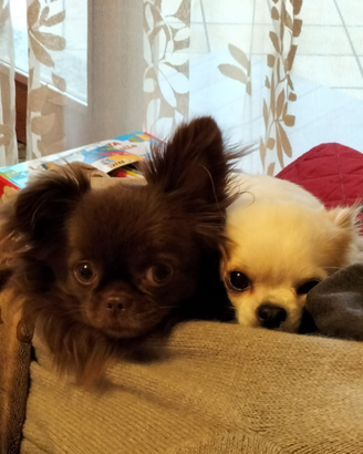 Chihuahua da monta con pedigree Enci