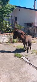 Mini pony
