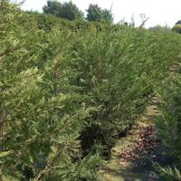 Piante leylandii 