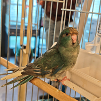 Kakariki pappagalli allevati a mano blu e azzurro