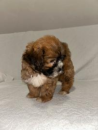 Cucciolo shih poo