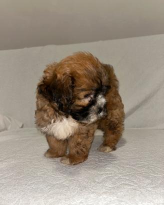 Cucciolo shih poo