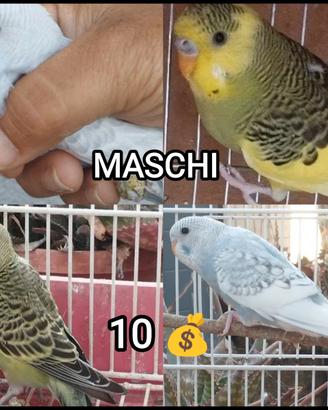 Pappagalli ondulati cocorite maschi