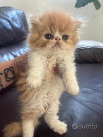 Gatto persiano