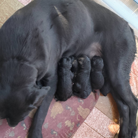 Cuccioli di cane corso