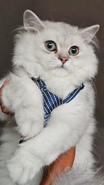 Alta geneologia British Longhair pedigree