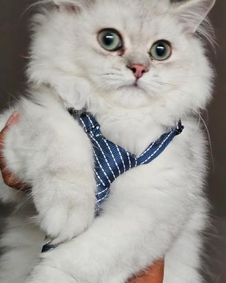 Alta geneologia British Longhair pedigree