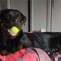 Accoppiamento Rottweiler maschio 4 anni