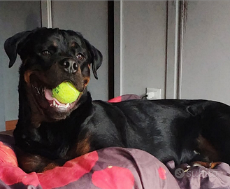Accoppiamento Rottweiler maschio 4 anni