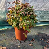 nandina (numerose varietá)