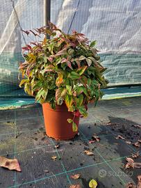 nandina (numerose varietá)