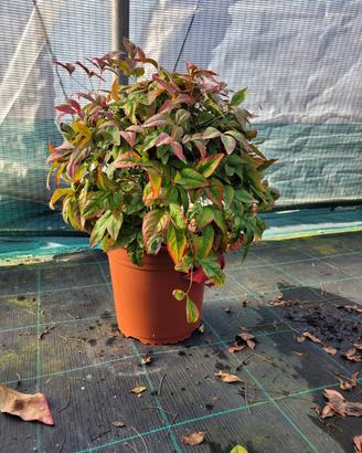 nandina (numerose varietá)