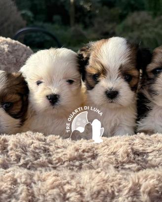 Lhasa Apso Maltipoo Barboncino - Tre Quarti di Lun