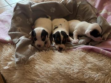 Cuccioli jack russell terrier
