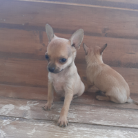 Chihuahua belli