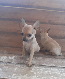 Chihuahua belli