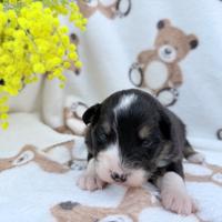 Cuccioli australian shepherd pedegree