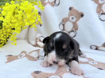 Cuccioli australian shepherd pedegree