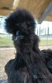 Galline moroseta tris nero con barba