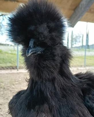 Galline moroseta tris nero con barba