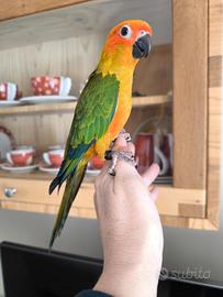 Conuri del sole allevati a mano