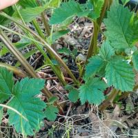 PIANTA MORA SENZA SPINE IN VASO CON TERRICCIO