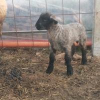 Ovini Suffolk Francesi( Totale capi N°9)