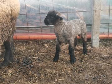 Ovini Suffolk Francesi( Totale capi N°9)
