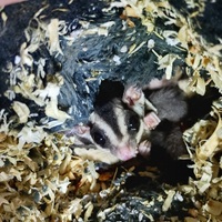 Petauri dello zucchero