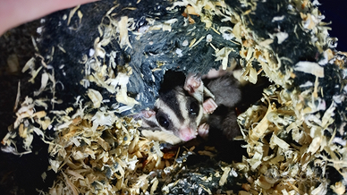 Petauri dello zucchero