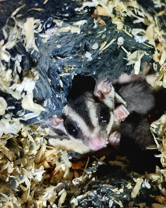 Petauri dello zucchero