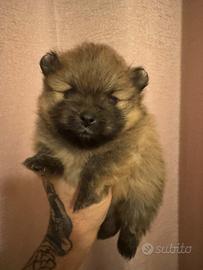 Spitz nano tedesco