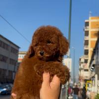 Barboncini pronto per una famiglia