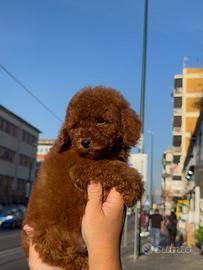 Barboncini pronto per una famiglia