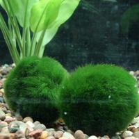 Marimo Alga Palla