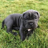 Cuccioli cane corso