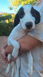Cucciolotto jack russel parson
