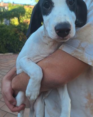 Cucciolotto jack russel parson