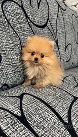 Spitz della Pomerania Toy
