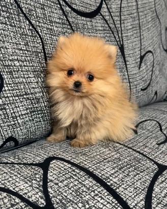 Spitz della Pomerania Toy