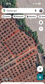 Terreno agricolo uliveto mq 4400circa