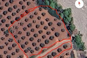 Terreno agricolo uliveto mq 4400circa